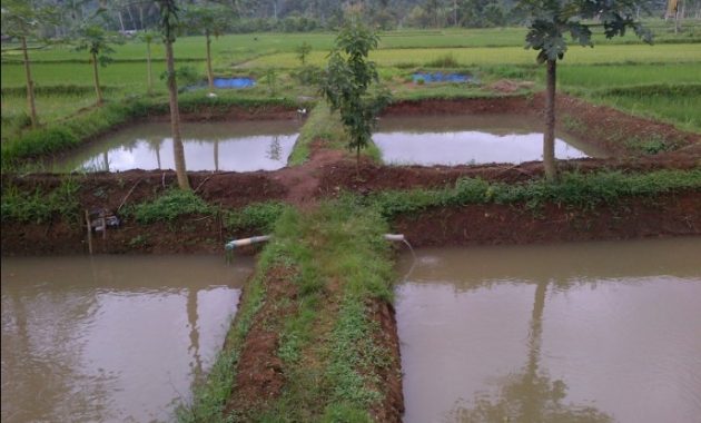 budidaya lele kolam tanah