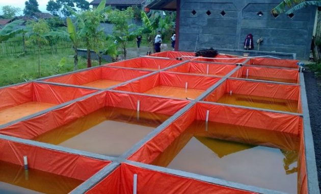 budidaya lele kolam terpal