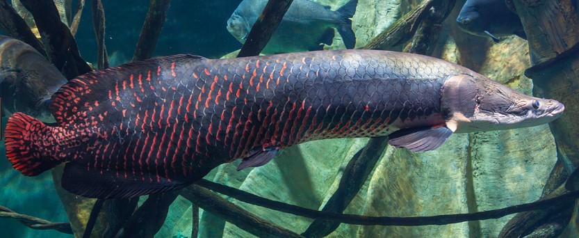 Arapaima Gigas Arapaima Gigas