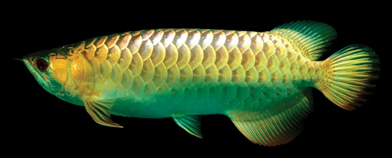 Arwana Banjar