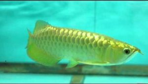 Jenis Jenis dan Gambar Ikan  Arwana Terpopuler Budidaya 
