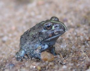 anak katak untuk makan ikan arwana