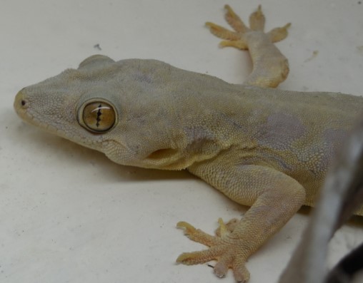 cicak untuk makan ikan arwana cicak untuk makan ikan arwana