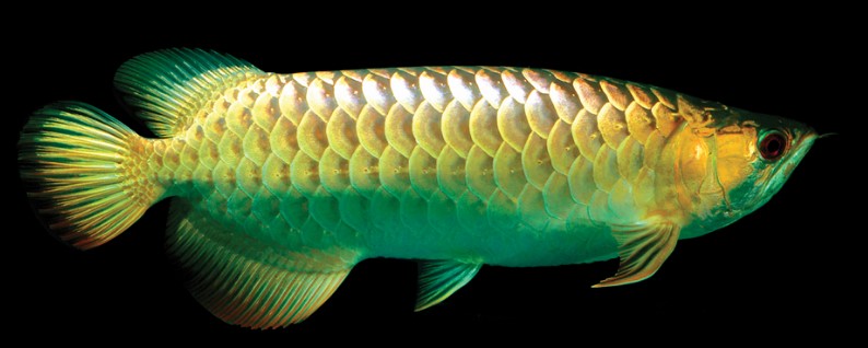 ikan Arwana Cross Back Golden ikan Arwana Cross Back Golden