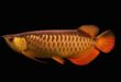 Jenis – Jenis dan Gambar Ikan Arwana Terpopuler
