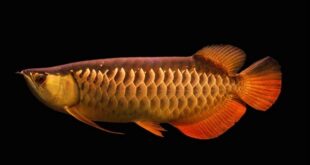 Jenis – Jenis dan Gambar Ikan Arwana Terpopuler
