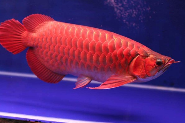 Gambar Ikan Arwana Merah Blog Budiaya Ikan Hias