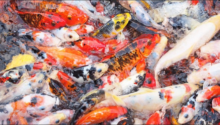 ikan koi ikan koi
