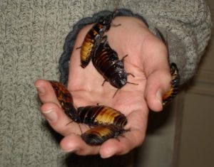 kecoa untuk makan ikan arwana