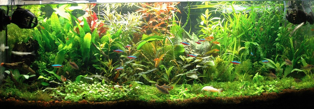 cara merawat aquarium ikan hias cara merawat aquarium ikan hias