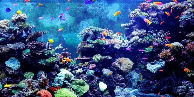 Cara Perawatan Aquarium Ikan Hias Yang Benar