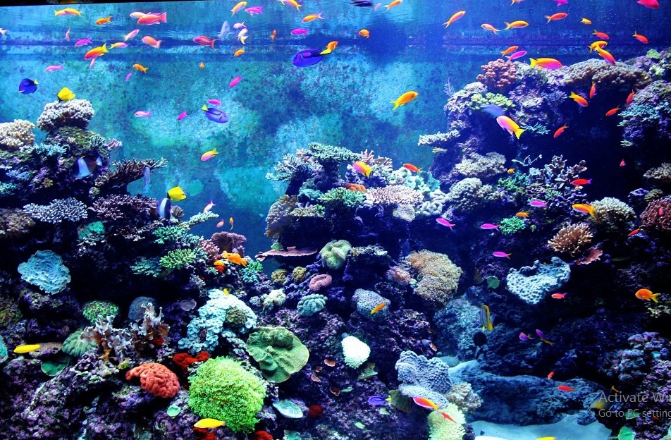 Air Kolam Koi Berbusa Blog Budiaya Ikan Hias