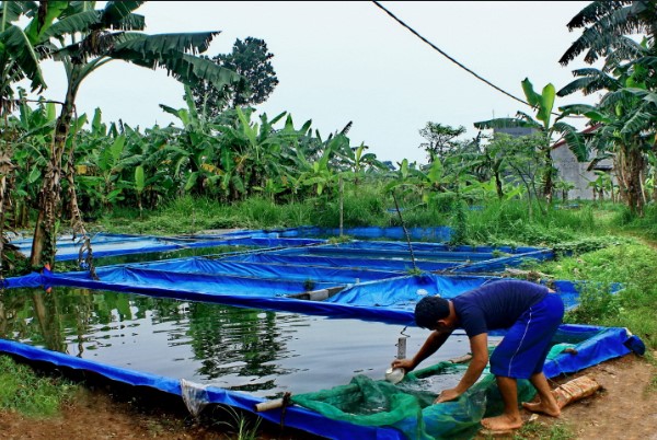 kolam terpal gurame