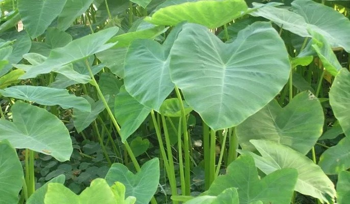 pakain gurame daun talas pakain gurame daun talas