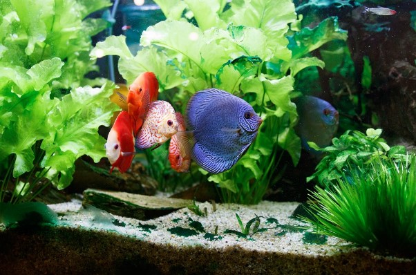 Cara Perawatan Akuarium Hias Blog Budiaya Ikan Hias