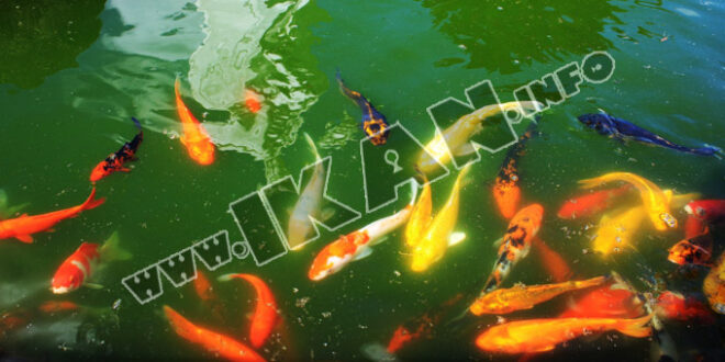 52 Cara Menjernihkan Air Aquarium Ikan Mas Koki Terbaru