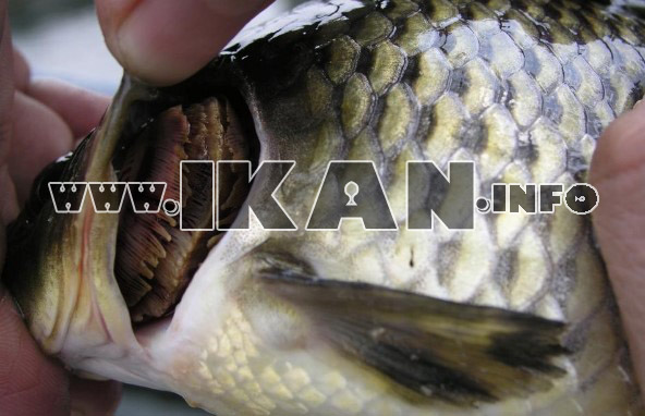 insang ikan berparasit - www.ikan.info
