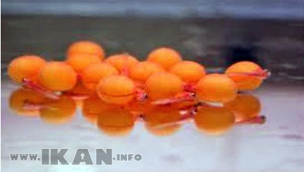 larva ikan arwana larva ikan arwana