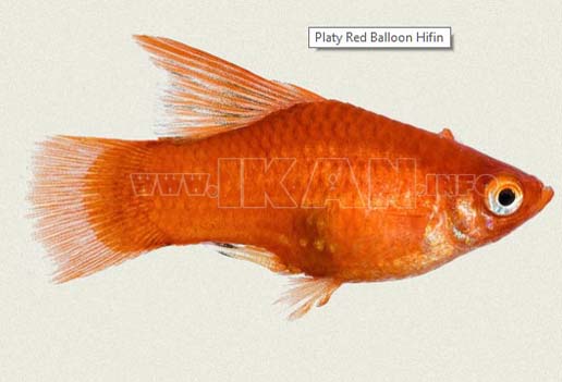 Platy Hifin