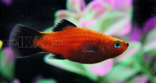 Mengenal Beragam Jenis Ikan Platy Dan Kasifikasinya