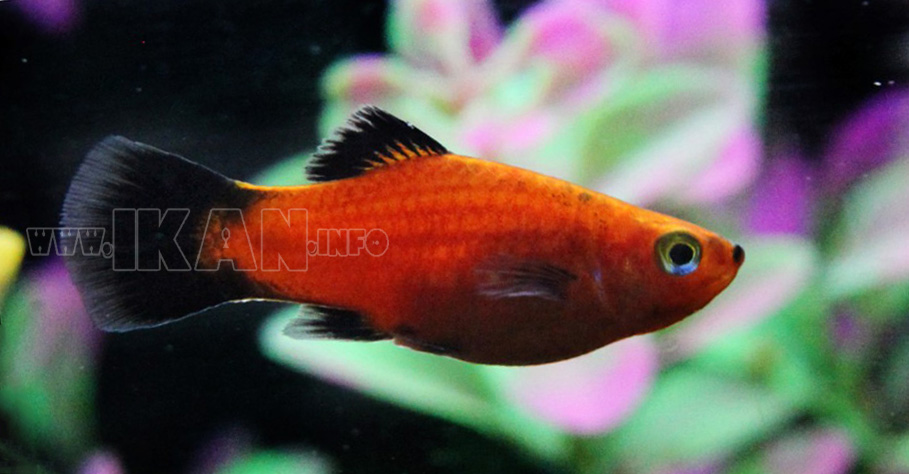 gambar ikan platy