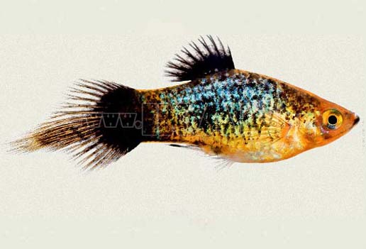 platy pelangi