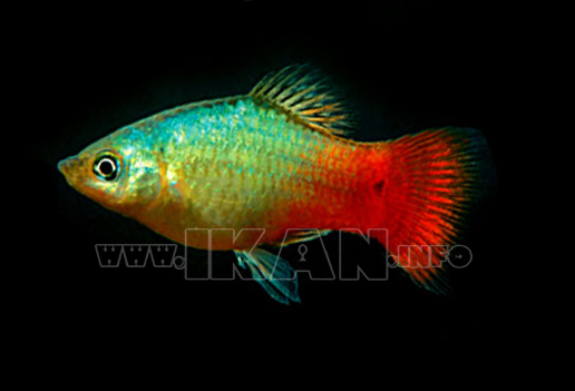 variasi warna platy