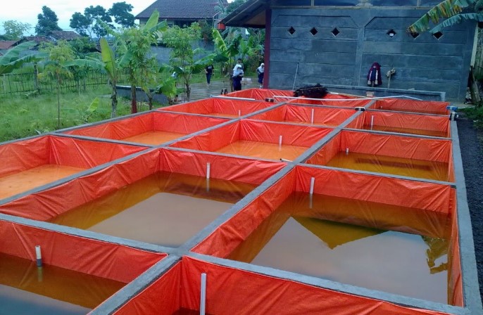 budidaya lele kolam terpal