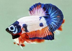 ikan cupang hias