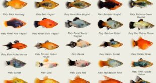 27 Jenis Ikan Platy Berdasarkan Pola dan Corak Warnanya