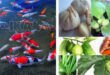 Daftar Tanaman Herbal Untuk Pengobatan Ikan Koi