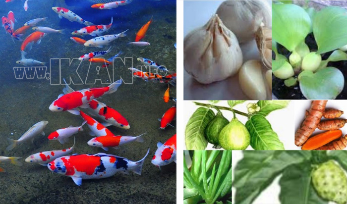 Daftar Tanaman Herbal Untuk Pengobatan Ikan Koi Blog Budiaya