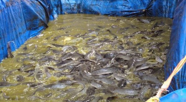Pembesaran Ikan Lele Dumbo Pada Kolam Terpal Untuk Pemula
