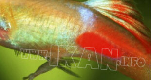 Cara Mudah Budidaya Ikan Platy Swordtail