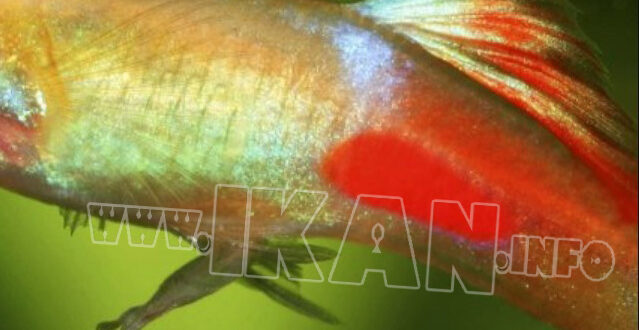 Cara budidaya ikan platy swordtail