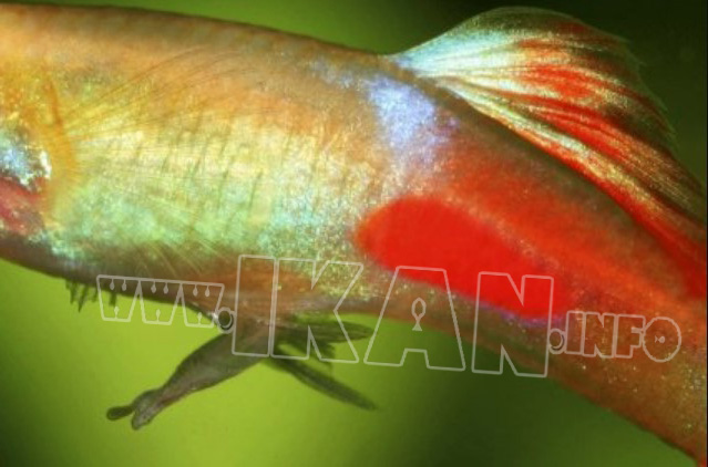 Cara budidaya ikan platy swordtail