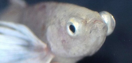 cupang Pop Eye
