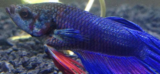 Swim Bladder Disorder cupang