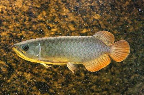 Ikan Arwana Red Banjar - www.ikan.info