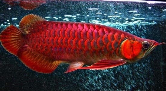 Ikan Arwana Super Red