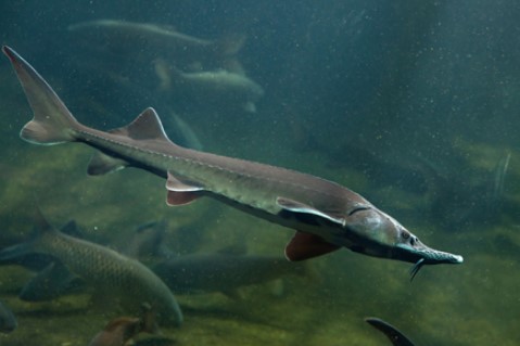 Ikan Baluga