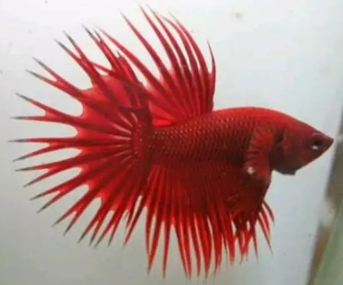 61+ Gambar Ikan Cupang Red Dragon Gratis Terbaik