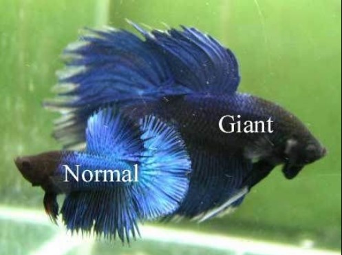 Ikan Cupang Giant (Giant Betta)