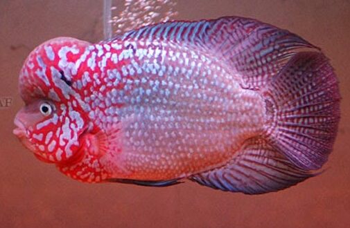 46 Contoh Aquarium Ikan Louhan HD Terbaru