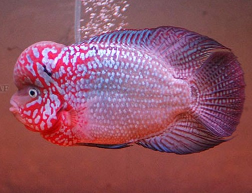 Ikan Louhan Kamfa