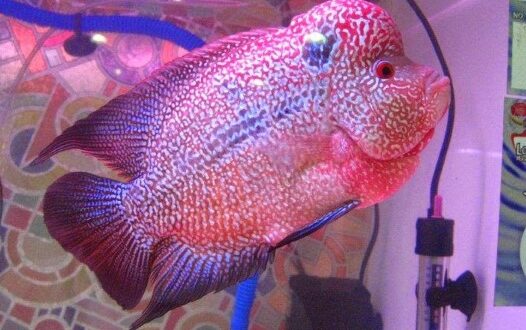 Cara Membedakan Louhan Jantan dan Betina IKAN.INFO