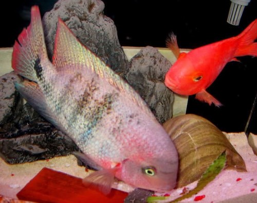 Ikan Louhan Rainbow King