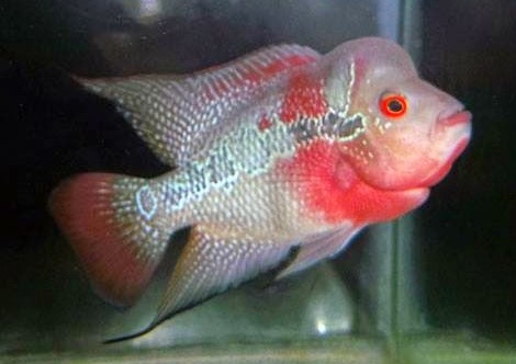 Ikan Louhan Super Red Texas Ikan Louhan Super Red Texas