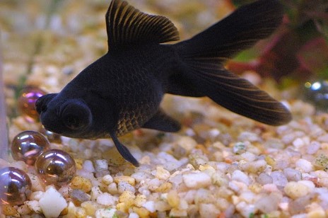 Mas Koki Black Moor