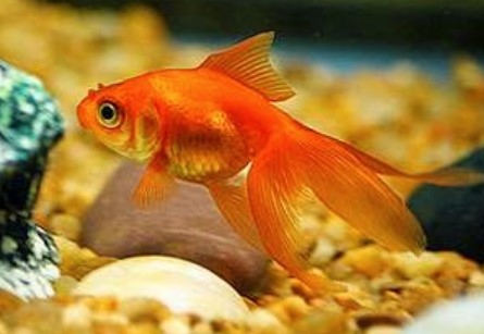 Mas Koki Fantail